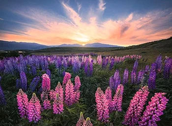 Ravensburger 500 Piece Puzzle Nature Edition - Lupines