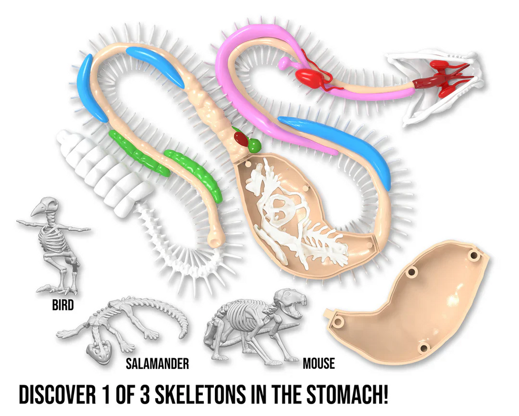 Dissect-It Synthetic Dissection Kit - Rattlesnake